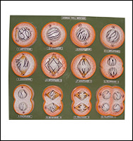 Animal Cell Meiosis