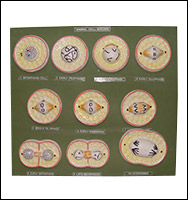 Animal Cell Mitosis