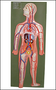 Blood Circulatory