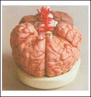 Brain with Arteries