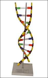 DNA Model