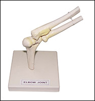 Elbow Joint