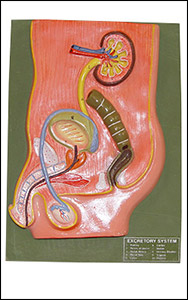 Human Excretory System