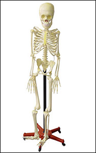 Human Skeleton