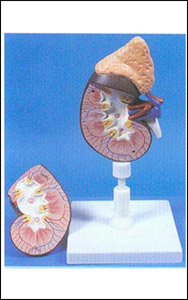 Kidney Model