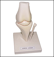 Knee Joint