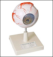 Human Eye Model