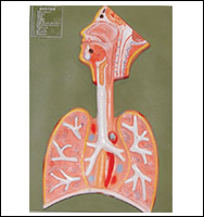 Respiratory