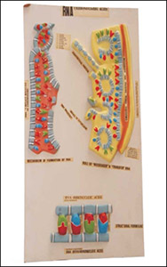 RNA