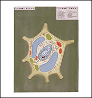 Plant Cell